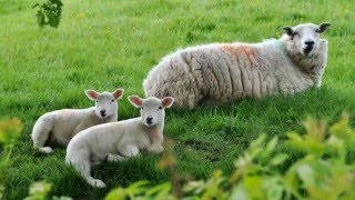 Ralph Vaughan Williams - A Dorset Song: "Linden Lea" - John Shirley-Quirk (baritone)