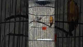 Download lagu KEMADE JADI CEPAT GACOR dengan pisang dan nektar #kemade #baretmerah #bungaapi mp3