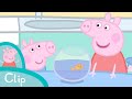 Peppa Pig Episodes The Aquarium Clip
