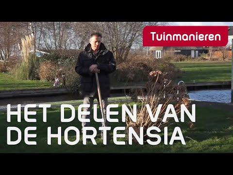 , title : 'Hoe scheur of vermeerder je de Hortensia? | Tuinmanieren'