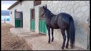 لحظات جميلة جدا مع الخيول 🌹Momentos muito lindos com cavalos