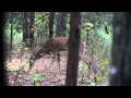 Crossbow Deer Hunt with Incredible Slow Motion ...