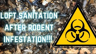 Having your loft decontaminated after a rodent infestation is a great way to prevent re-infestations