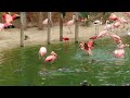 Chilean Flamingos Bathing And An Attempt At Copulation In The South American Aviary Zo De Doué