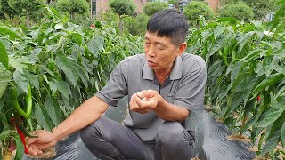 이번 비바람에 고추 한쪽으로 쓰러졌다면 이영상 보시고 내년에는 꼭 실천해보세요.  영상에 고추품종은 점핑입니…