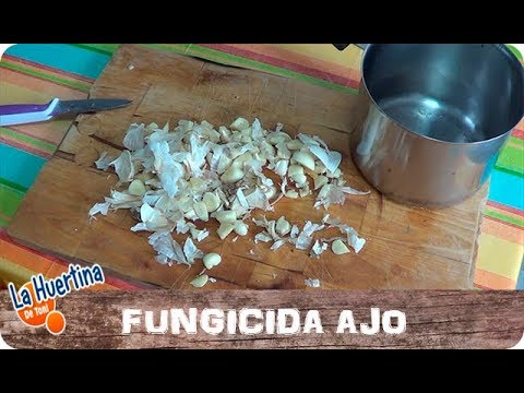 , title : 'Como Preparar Fungicida Casero Con Ajo || Hongos || La Huertina De Toni'