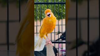 Download lagu Kenari lokal gacor durasi panjang cocok untuk masteran#canary #canario #canaris#canarygacor mp3