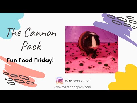 YouTube video about: Can guinea pigs eat black berries?
