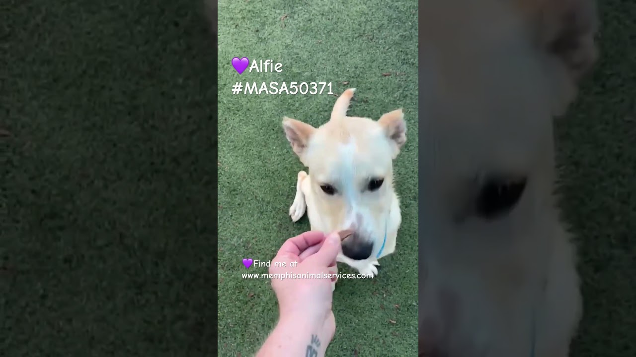 Alfie, a Adoptable Mixed Breed in Memphis, TN video 6/6