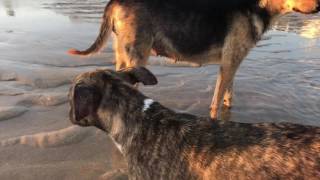 Dogs Saved from Trash Pile in Mexico Enjoy their New Lives a the Beach!