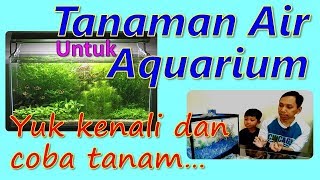 Tanaman Air Penghias Aquarium : Indah, Murah, dan Mudah