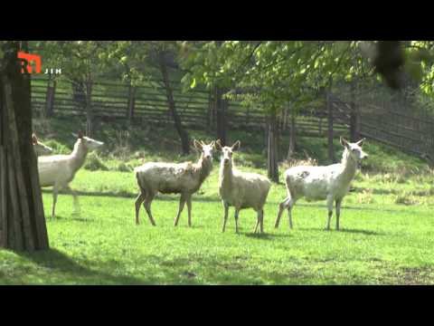 NA ŠPACÍRU - OBORA ŽLEBY