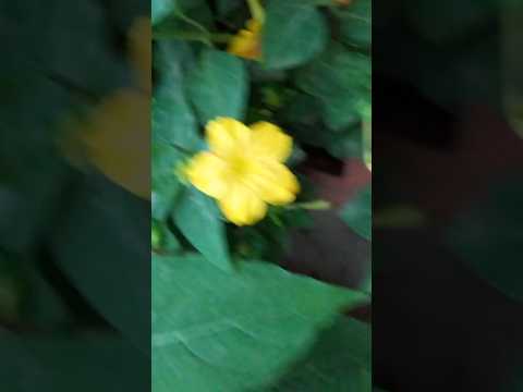 #sandhya #nature #ornamentalplants #summerdiary #india #terracegarden