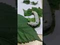 #Silkworm #leavesfeeding #mulberry #silk #shortsfeed #short #reels #youtubeshorts #trend #feed #1