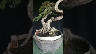 Download lagu Santigi #bonsaisantigi mp3