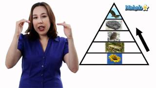 Learn Biology Trophic Levels And Producer Vs Consumer Channels For Learn Biology Trophic Levels And Producer Vs Consumer Channels For