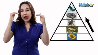 Learn Biology: Trophic Levels and Producer vs. Consumer