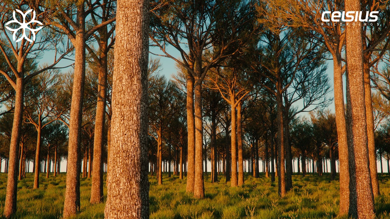 Luciano - In The Woods