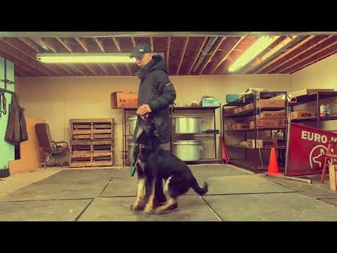 IGP training: Lexa z Lounského chovu (Al Pacino vom Peiner Burgpark x Kessy z udoli Upy) 6 months