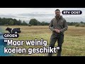 Deze zeldzame koeien wieden onkruid in natuurgebied | RTV Oost