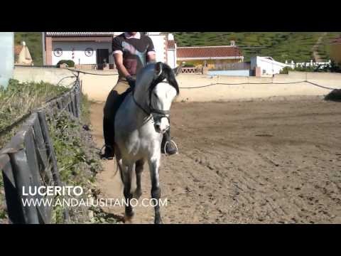 Lovely PRE stallion for sale