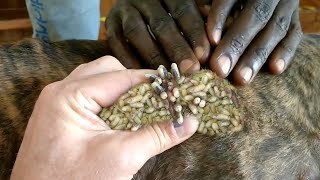 [Help Dog] Remove maggot from dog skin #74