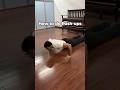 How To Do Push Ups Correctly Step By Step Guide Workout Calisthenics Shorts