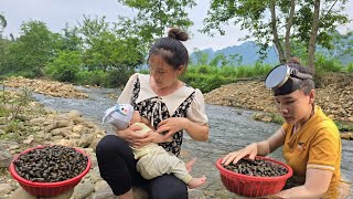 Taking care of pets - Picking up stream snails to sell - Cooking | Mụi muội - My life