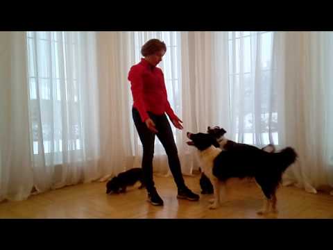 Metoda przywołania psa. - POZYTYWNE SZKOLENIE PSÓW