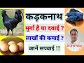 Health Benefits Farming And Marketing Of Kadaknath Chicken And Eggs कड़कनाथ मुर�