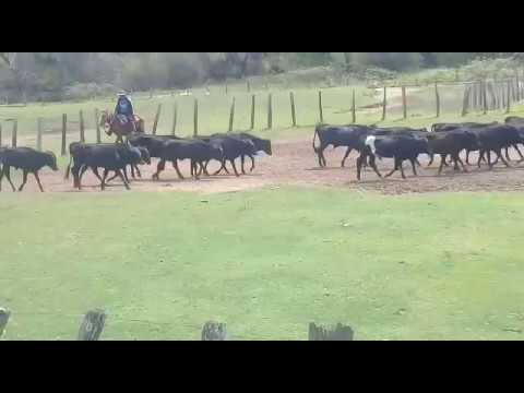 Desmamantes machos en venta