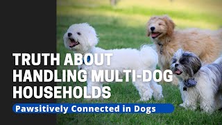 The Truth About Handling Multi-Dog Households