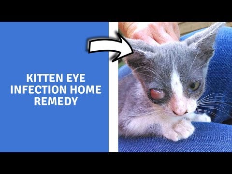 kitten eye infection home remedy - home remedies for upper respiratory infection in cats
