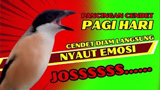 Download lagu PANCINGAN CENDET PAGI HARI❗ CENDET DIAM PASTI NYAUT DENGAR SUARA BEGINI❗❗ mp3