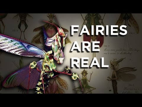 Fairies Are Real — And You Can Own One