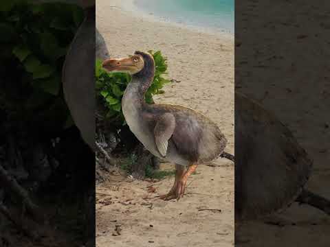 the REAL reason the dodo went extinct