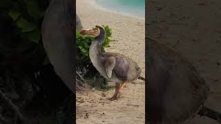 the REAL reason the dodo went extinct