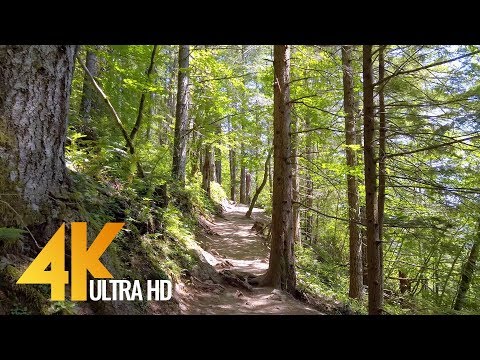 4K Forest Walk with Soothing Birds Singing - Rattlesnake Ledge Trail, WA State
