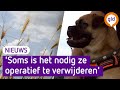 Hondenbezitters opgepast, grasaren zorgen voor ontstekingen bij viervoeters