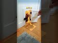#diy #pets #animals #funny #comedy #satisfyling #cute #viralvideo #dog  #memes