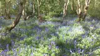Bluebells in Bartley Green