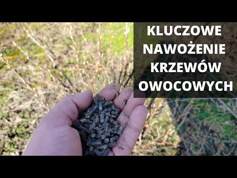 Jak, czym i kiedy nawozić krzewy owocowe?