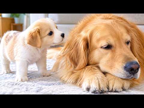 YouTube 썸네일