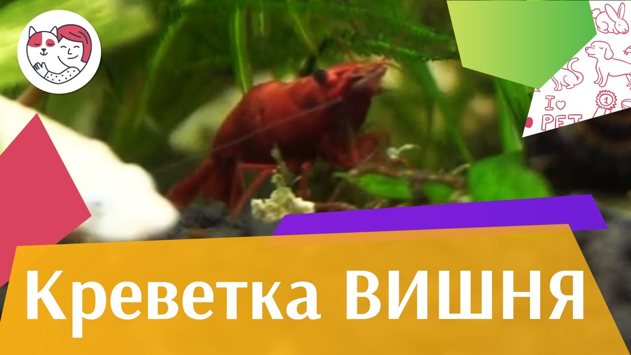 Креветка вишня Разведение на ilikepet