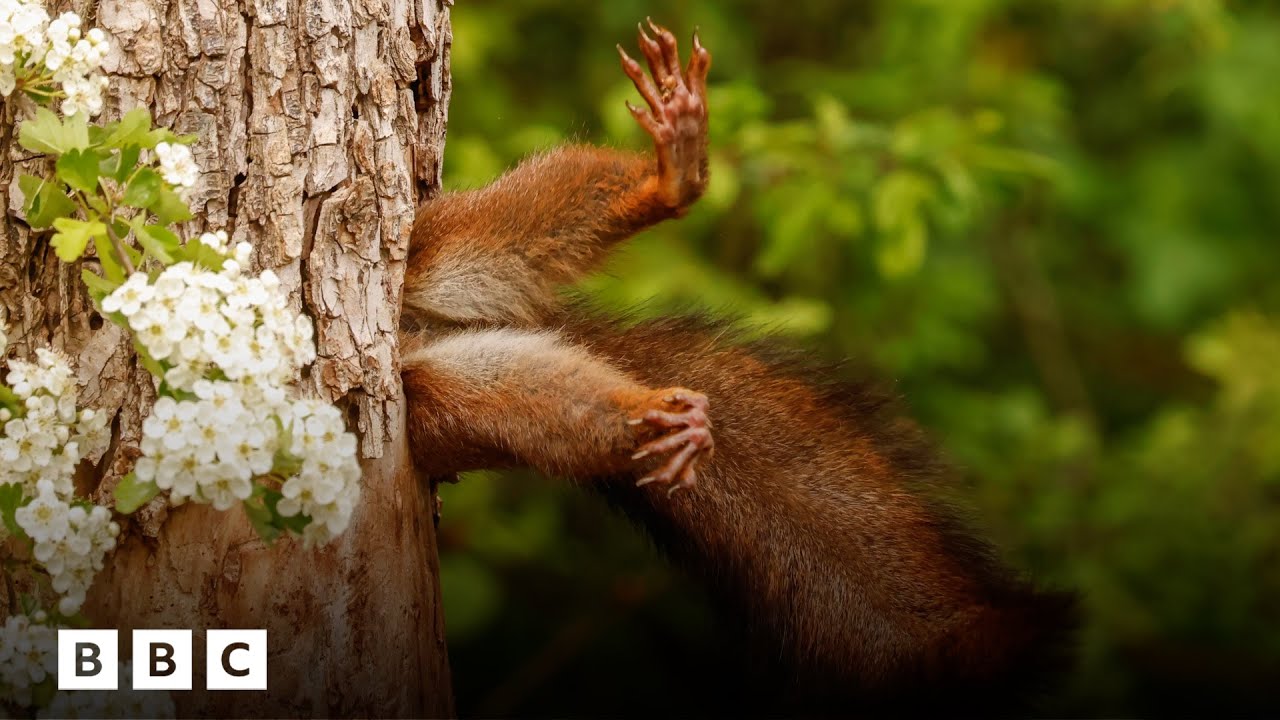 The 10 funniest animal photos of the year | BBC Global