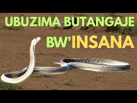 Inzoka y'INSANA Amabanga n'ubuzima butangaje utazi.