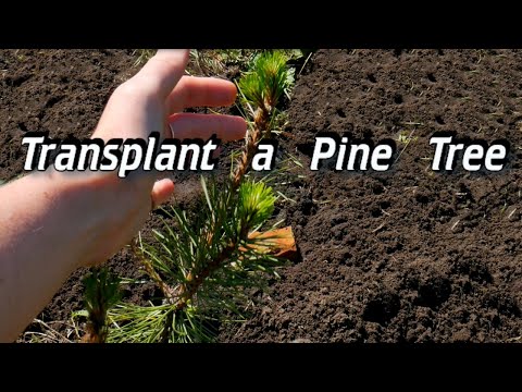 How to Transplant Wild Pine Trees - Transplant a Pine Tree - Transplanting Pine Tree Seedlings
