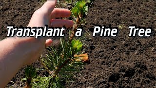 How to Transplant Wild Pine Trees - Transplant a Pine Tree - Transplanting Pine Tree Seedlings