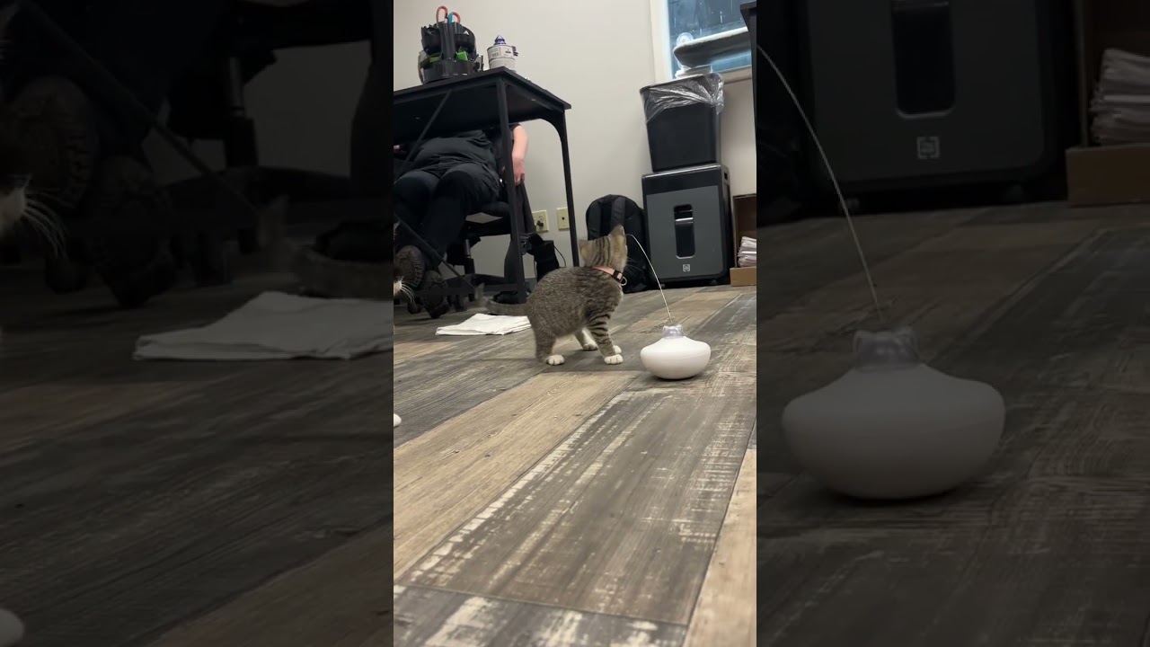 Enlarge BELLE, an adopted mixed breed in Carroll, OH video 6/6