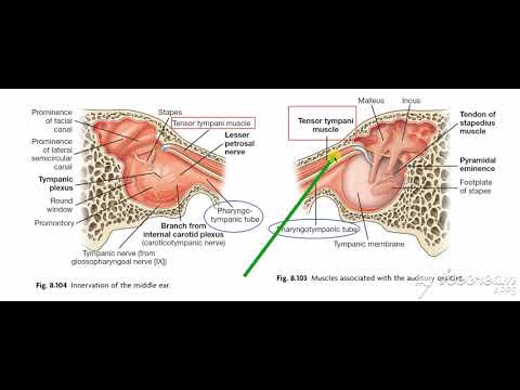 Middle ear muscles 2